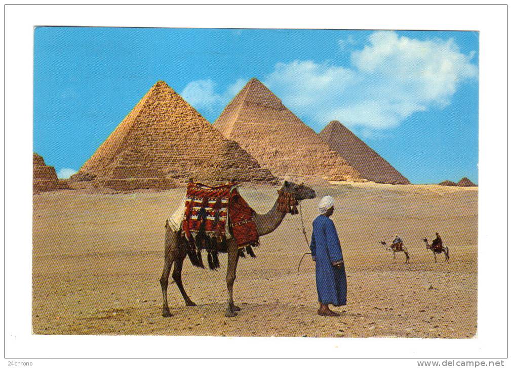 Egypte: Les Pyramides De Gizeh, The Giza Pyramids, Chameau (13-1248) - Gizeh