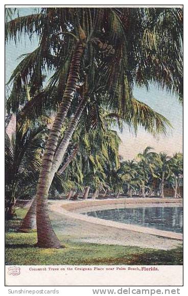 Florida Palm Beach Cocoanut Trees On The Craignan Place - Palm Beach