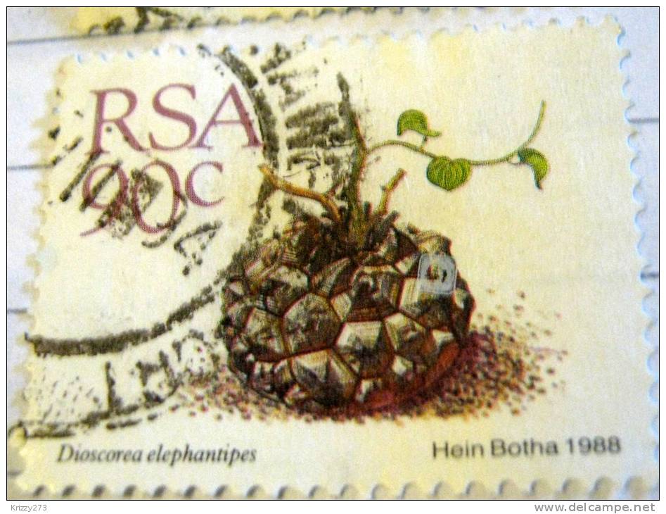 South Africa 1988 Cactus Dioscorea Elephantipes 90c - Used - Used Stamps