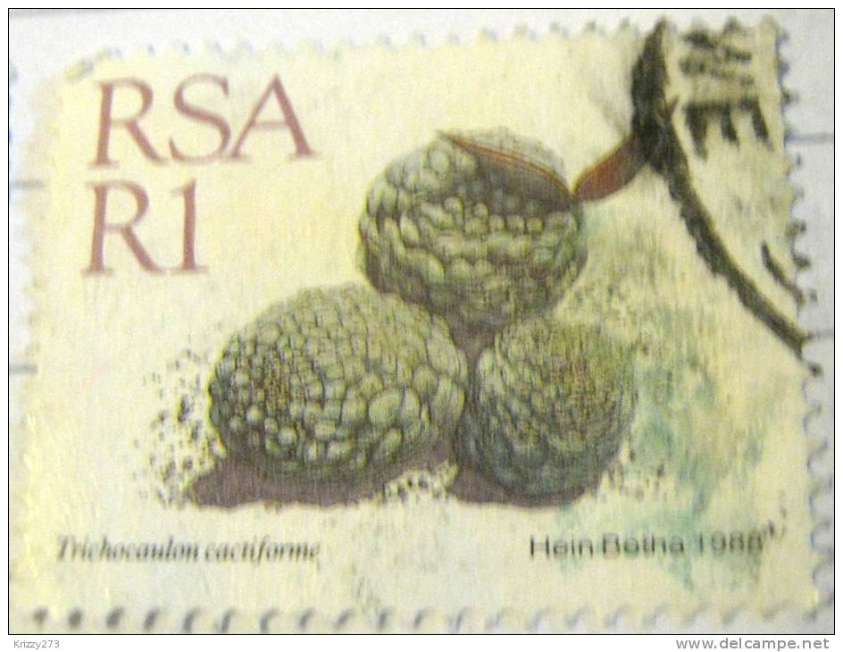 South Africa 1988 Trichocaulon Cactiforme 1r - Used - Used Stamps