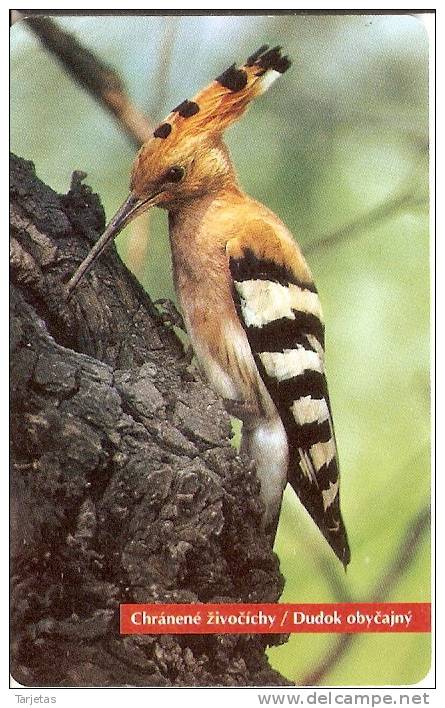 TARJETA DE ESLOVAQUIA DE UNA ABUBILLA  (BIRD-PAJARO) PU-PUT - Eslovaquia