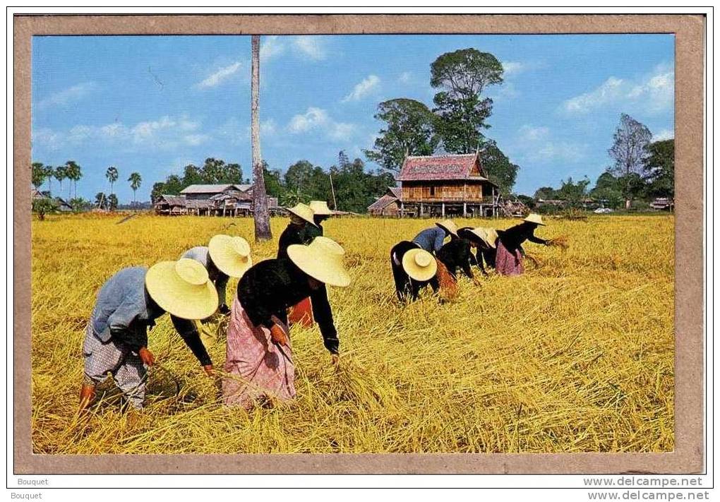 THAILANDE - CPM - 358 - Les Fermiers THAI Dans Un Champ De Riz - Thai Farmers On The Rice Fields - éditeur THAI SILPA - Thaïlande