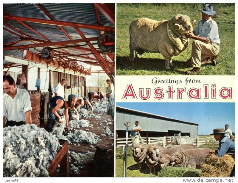 (404) Australia - Greetings From Australia - Sheep Shearing Sheed - Outback