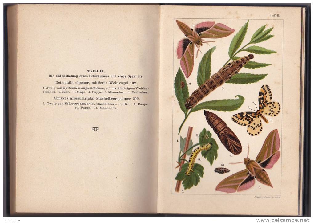 Taschenbuch Fur Schmetterlingssammler Emil Fischer Collectionneur Chasseur De Papillon Schmetterlinge - Animaux