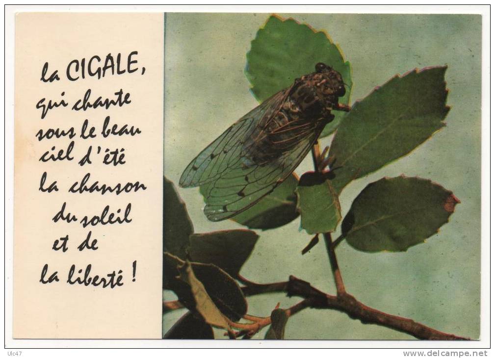 - La CIGALE. - - Insectos