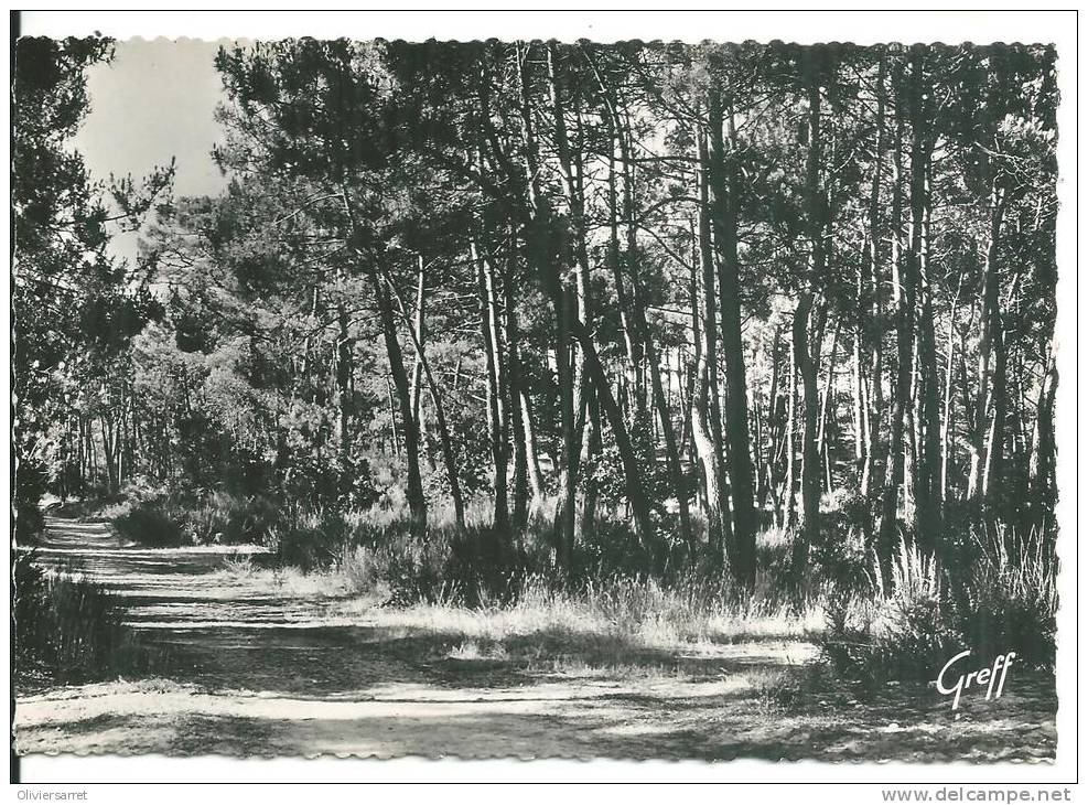 Saint Brévin L´océan Un Sous Bois - Saint-Brevin-les-Pins