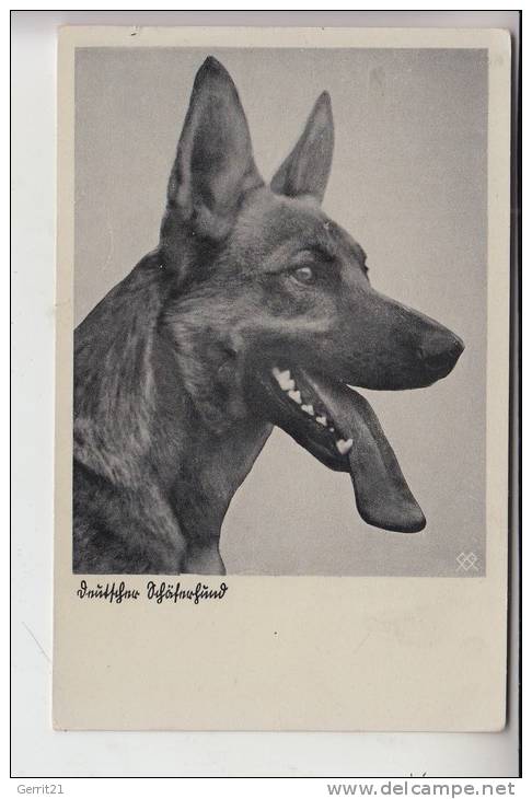TIERE - HUNDE -Schäferhund - Chien De Berge - Sheperd Dog - Herdershond, Deutscher Schäferhunf - Dogs