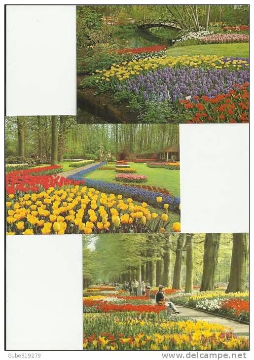 NETHERLANDS 1981 - PACK WITH SET OF 10 POSTCARDS (all Different) - LISSE -(DUNE & BULB) KEUKENHOF NEW - UNUSED- ESTER AP - Lisse