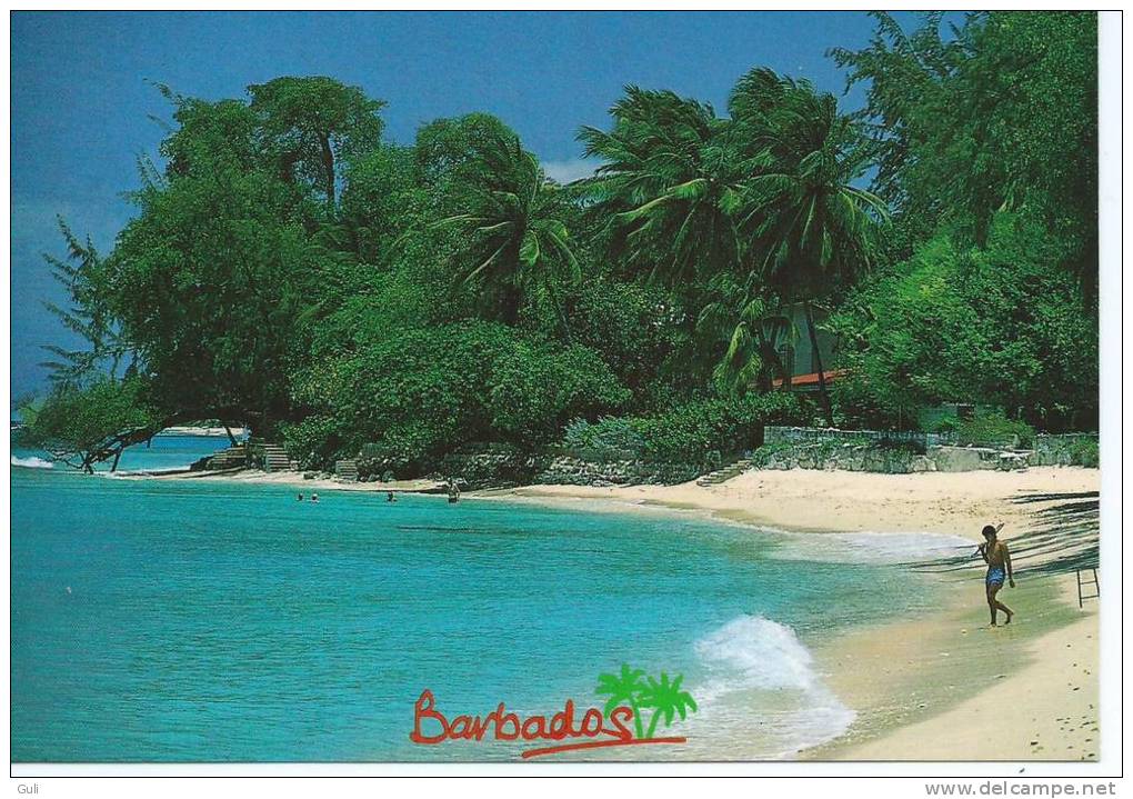 Amérique-Antilles-LUSCIOS BARBADOS BARBADES (timbre Stamp "BARBADOS")(Photo Randy Banfield) - Barbades