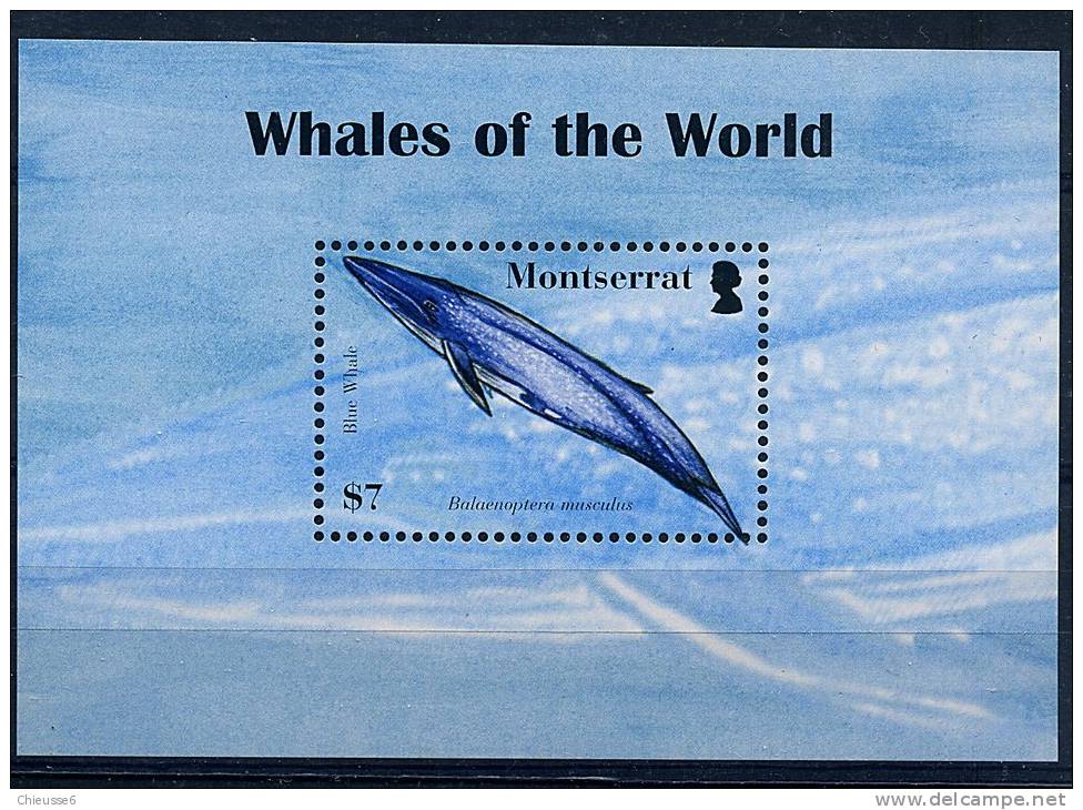 Lot 58 - B 14 - Montserrat ** Série Année 2008 -bloc - Cétacés : Baleine - Montserrat