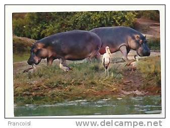 Hippopotames. Collection Du Club. Mexichrome - Hippopotamuses