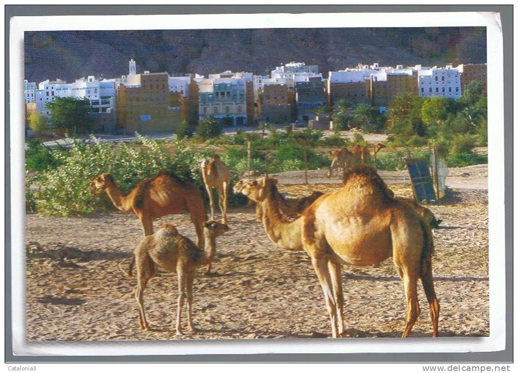 POSTAL - CARTE POSTALE - YEMEN - Camellos Shibam - Yemen