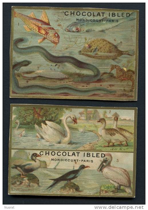 Chocolat Ibled,  Lot De 2 Chromos, Thème Oiseaux & Poisssons - Autres & Non Classés