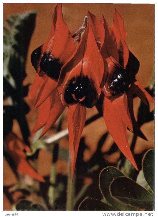 (298) Australia - Sturt Pea Flowers - Outback