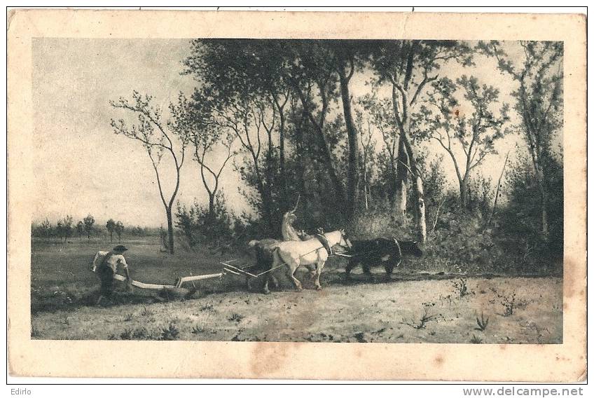 LABOURAGE  Culture Attelae Mixte Boeufs Cheval Timbre Décollé , Sale - Teams