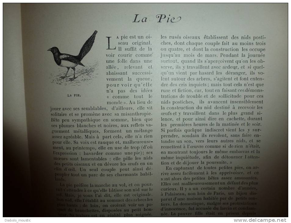 1902 Le Petit Français Illustré :GAVROCHE;La PIE; Interdit De Tuer Les Hirondelles; Un Poêle à Froid Pour Faire Du Froid - 1901-1940