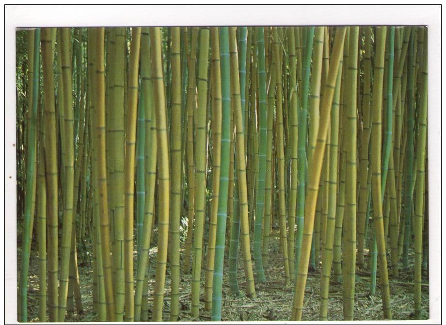 CP 10*15/S238/ANDUZE BAMBOUSERAIE DE PRAFRANCE BAMBOUS JAUNES PHYLLOSTACHYS SULFUREA - Anduze