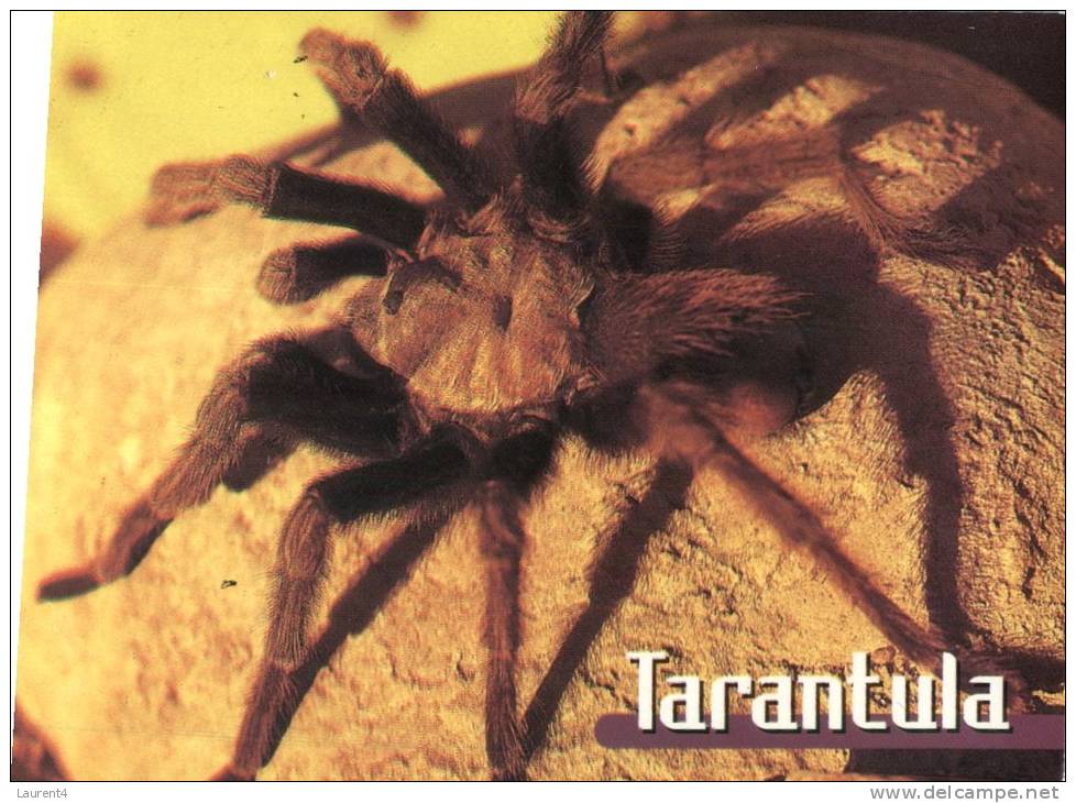 (500) Spider - Araignée Tarantula - Insekten