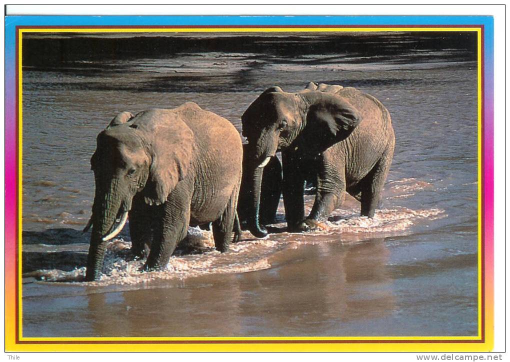 ELEPHANT - African Wildlife - Éléphants