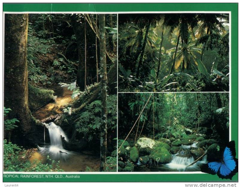 (315) Australia - QLD - Rainforest - Far North Queensland