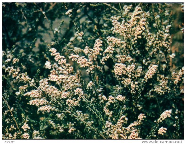 (315) Australia - Thryptomene Flower Bush - Outback