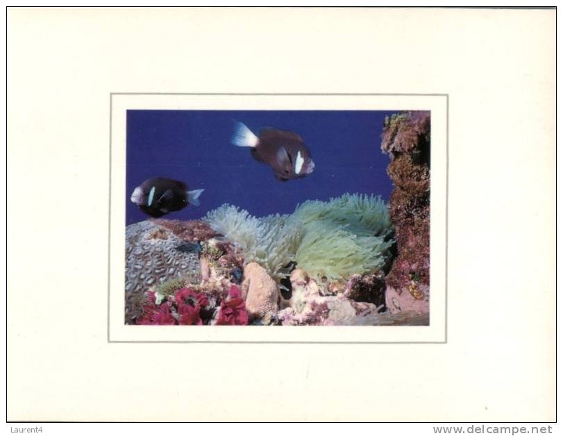 (628) Australia - QLD - Great Barrier Reef - Great Barrier Reef