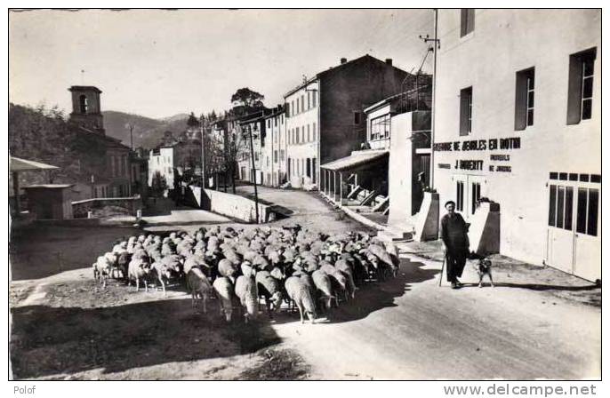 AURIOL - Place Charles Adrien - Troupeau De Moutons     (56181) - Auriol