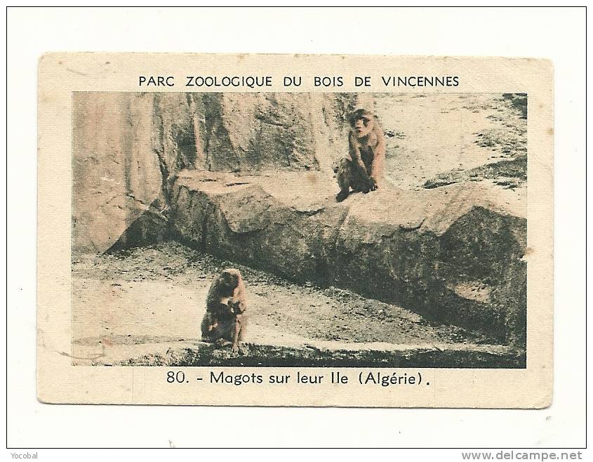 Image, Parc Zoologique De Vincennes, 80 - Magots Sur Leur Ile (Algérie) - Autres & Non Classés