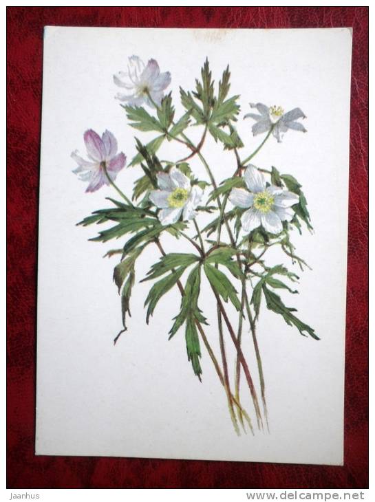 Windflower - Anemone Nemorosa - Flowers - 1986 - Russia - USSR - Unused - Autres & Non Classés