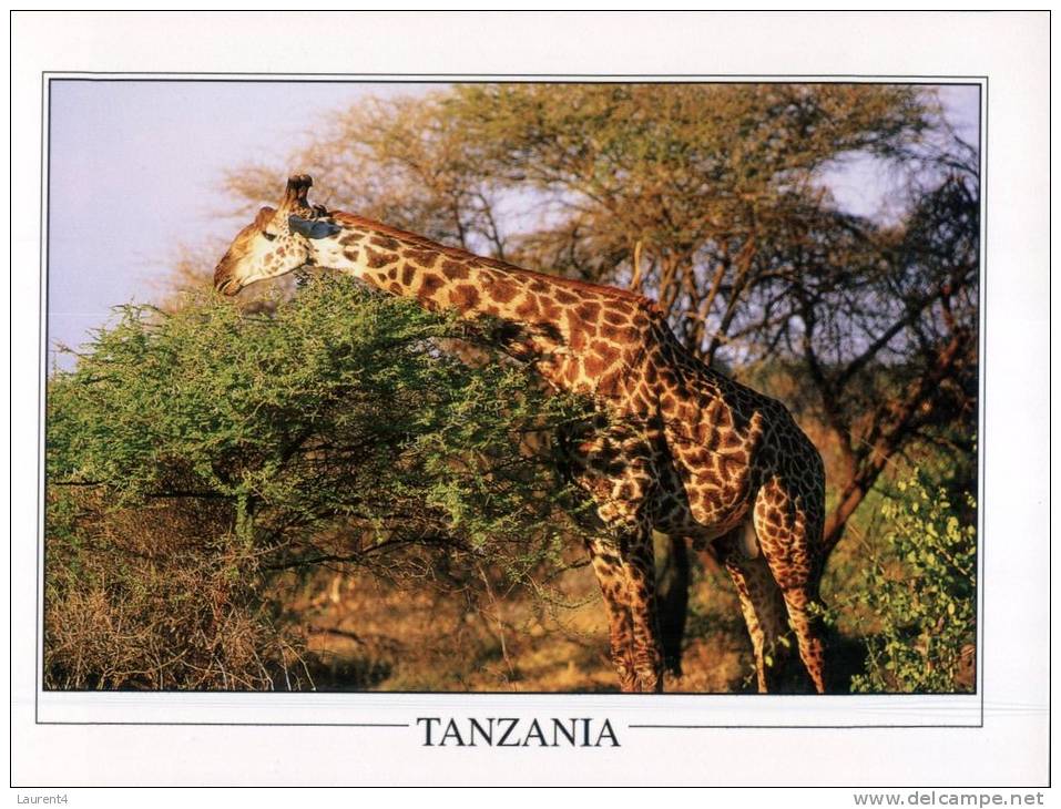 (321) Tanzania - Giraffe - Tchad