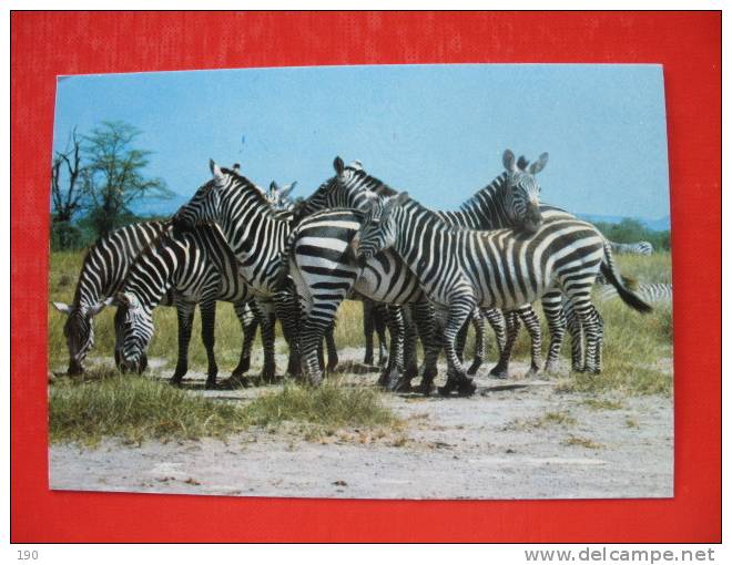 AFRICAN WILDLIFE ZEBRA - Zebras