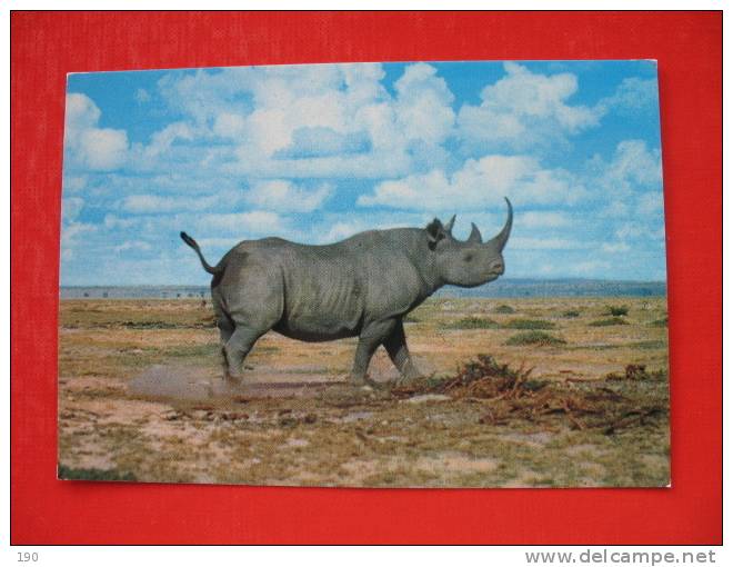 AFRICAN WILDLIFE RHINO - Rhinoceros