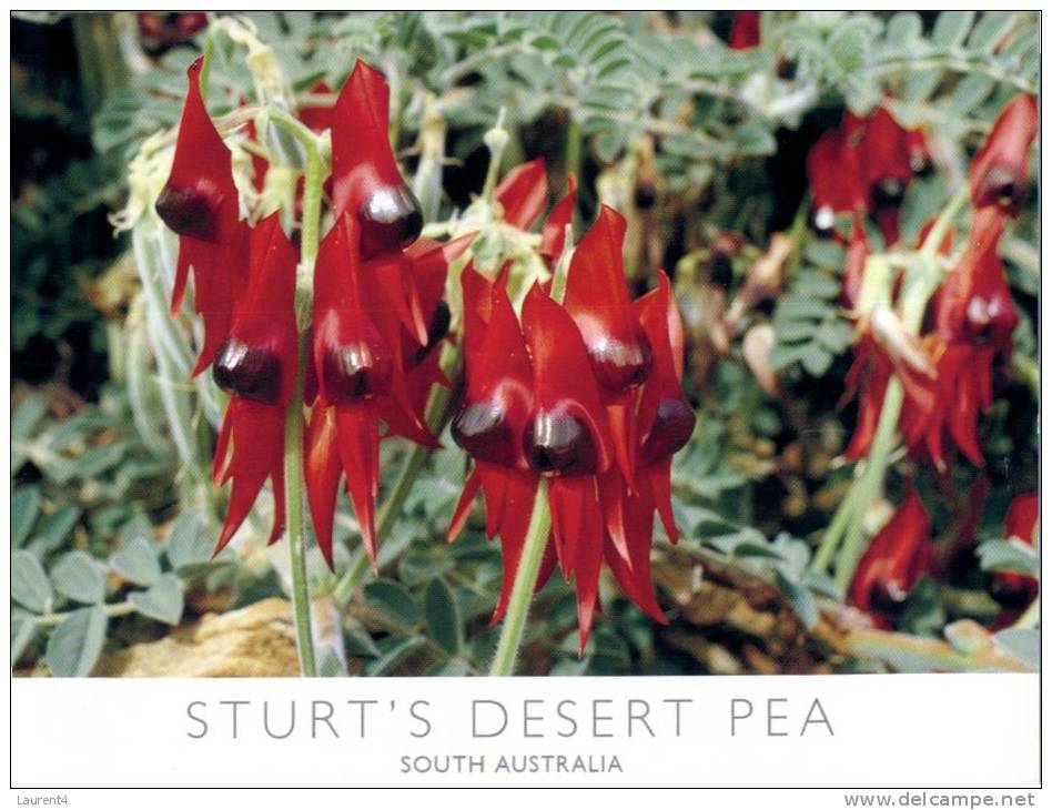 (161) Australia - SA - Sturt's Desert Pea - Outback