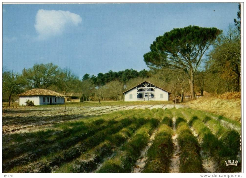 40---SABRES----parc Naturel Régional Des Landes De Gascogne--voir 2 Scans - Sabres