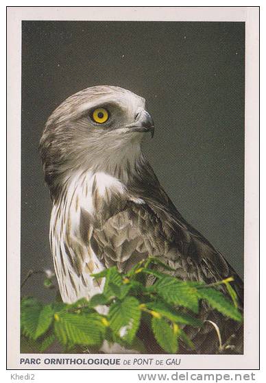 Carte Postale CP - Oiseau Rapace CIRCAETE - Bird Of Prey Postcard -  Greifvogel Vogel - 23 - Uccelli