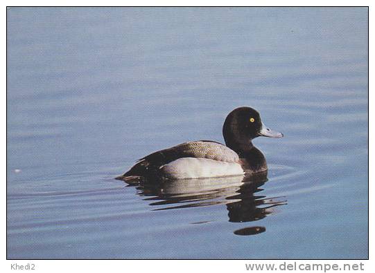 Carte Postale CP Suisse Oiseau Oiseaux Canard - FULIGULE MILOUINAN - SCAUP Duck Bird Postcard - BERG ENTE Vogel - 56 - Oiseaux