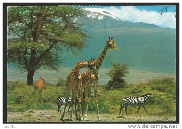 GIRAFFE Zebra East African Wild Life Kenya 1970 - Giraffen