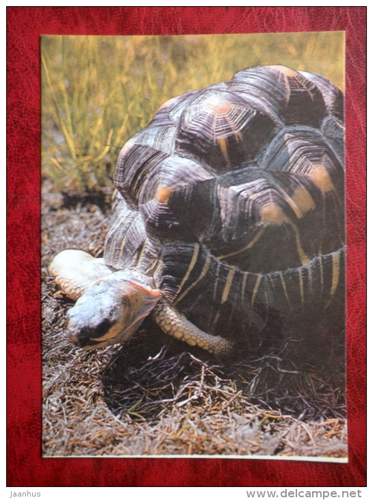 Radiated Tortoise - Testudo Radiata - Turtles - Animals - Tallinn Zoo - 1989 - Estonia - USSR - Unused - Turtles