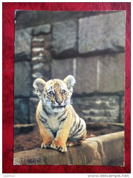 Siberian Tiger - Amur Tiger - Panthera Tigris Altaica - Animals - 1982 - Russia - USSR - Used - Tiger