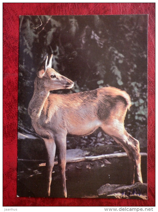 Fawn - Animals - 1989 - Russia - USSR - Used - Tijgers