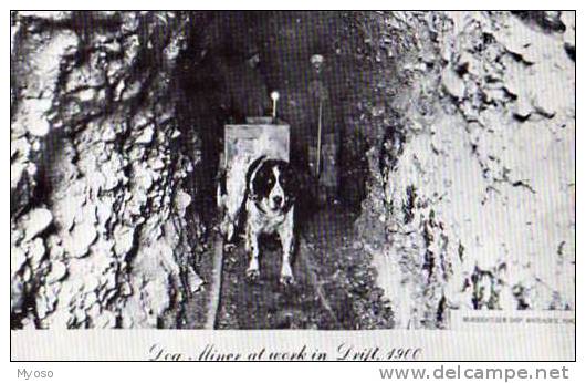 YUKON , Reproduction Murdoch 'gem Shop, Dog Miner At Work In Drift 1900, Chen Mineur - Yukon