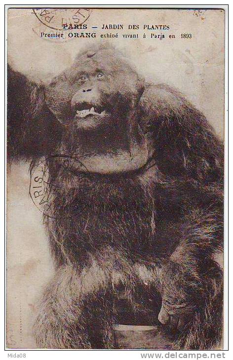 75. PARIS. JARDIN DES PLANTES. PREMIER ORANG EXHIBE VIVANT A PARIS EN 1893. SINGE. - Singes