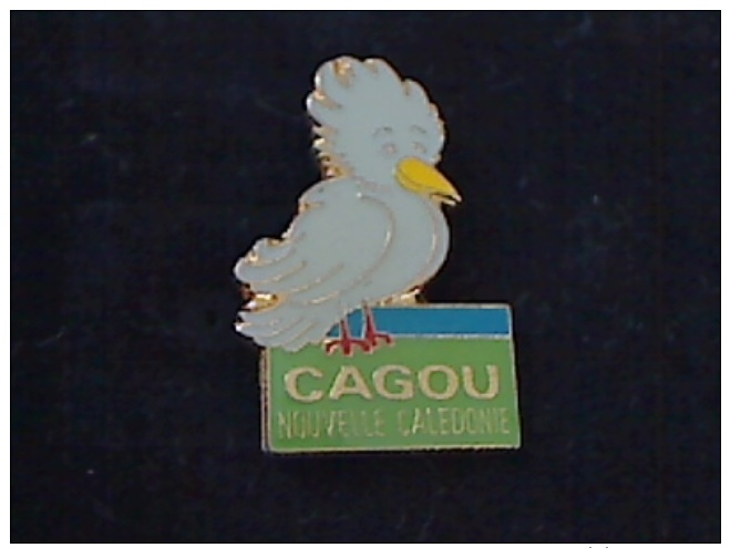 1 PIN´S VILLE NOUVELLE CALEDONIE CAGOU OISEAU - Cities