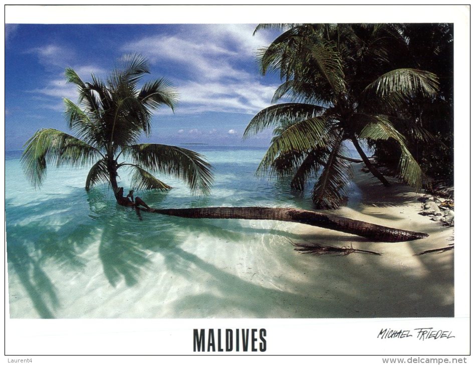 (431) Maldives Islands - Palm Tree - Maldive