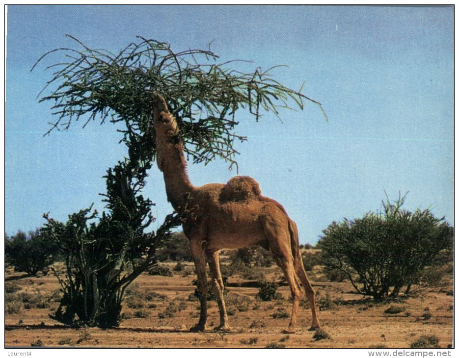 (253) Middle East - Saudi Arabia - Camel - Arabie Saoudite