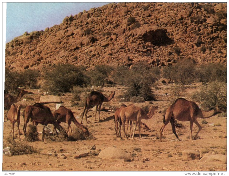 (253) Middle East - Saudi Arabia - South Region Camel Herds - Saoedi-Arabië