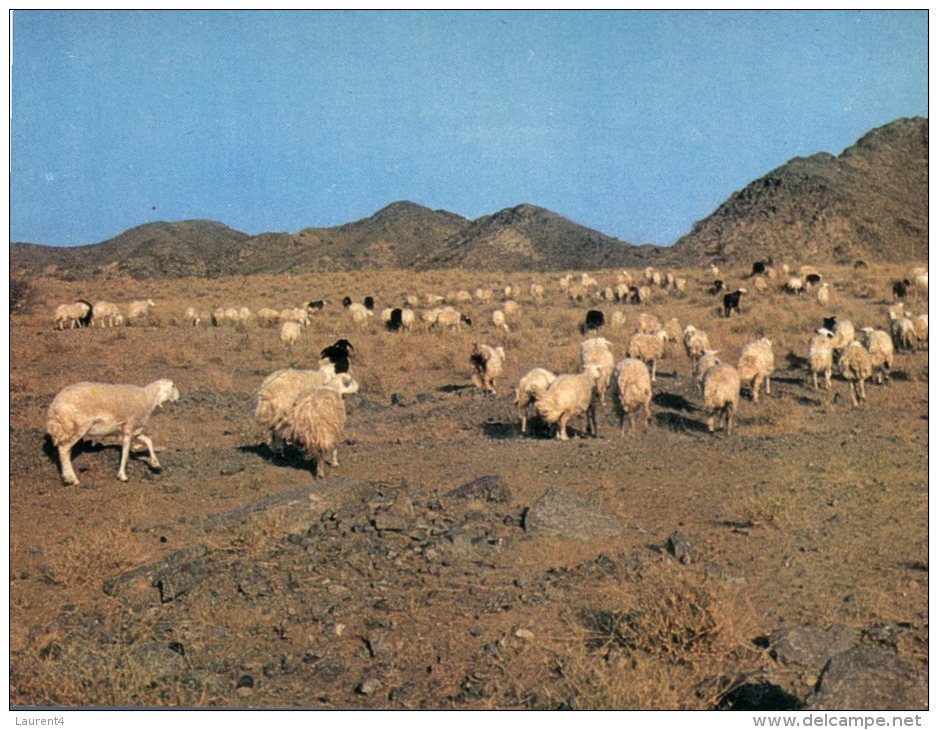 (253) Middle East - Saudi Arabia - West Region Goat & Sheep Herds - Saudi-Arabien