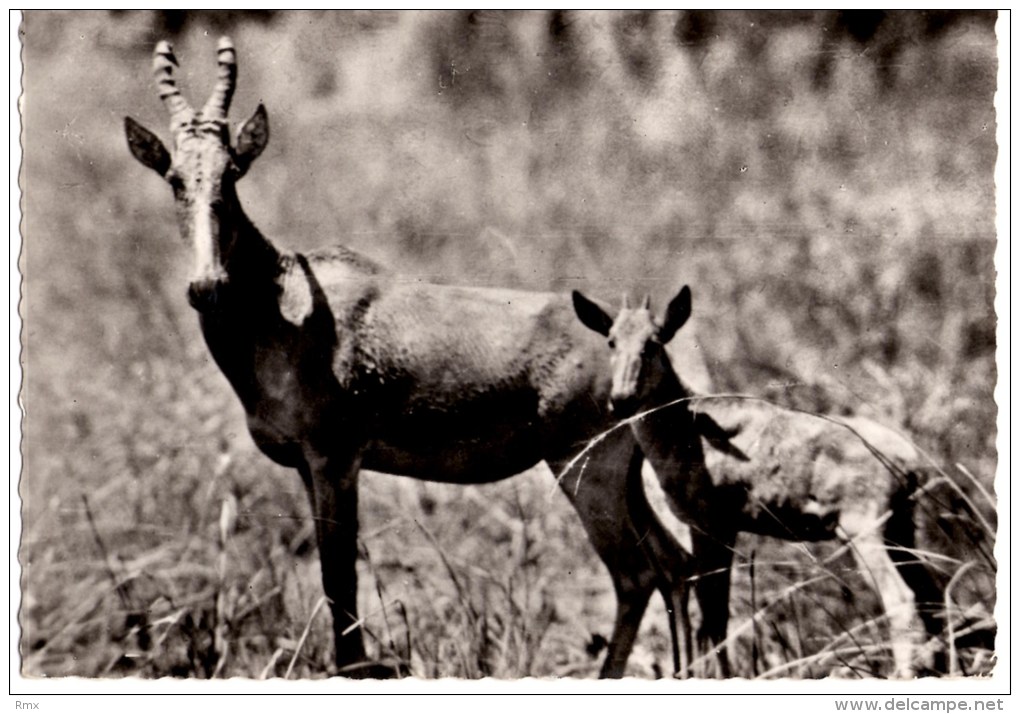 ZAKOUMA   Parc National  Bubale Carte écrite En Très Bon état - Chad