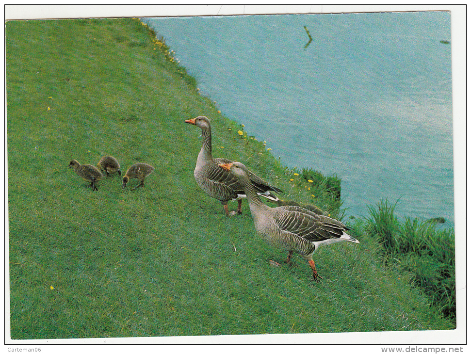 Oiseaux - Graugans - Oie Cendrée  -Editeur:Ligue Suisse Protection Nature - Birds
