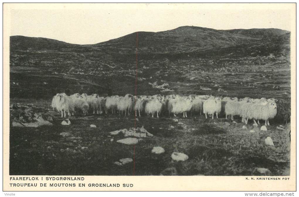 Réf : BO-13-188 :  Groenland Troupeau De Moutons - Greenland